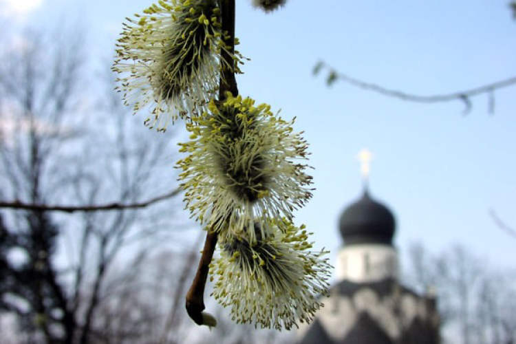 Верба – символ весны и Пасхи